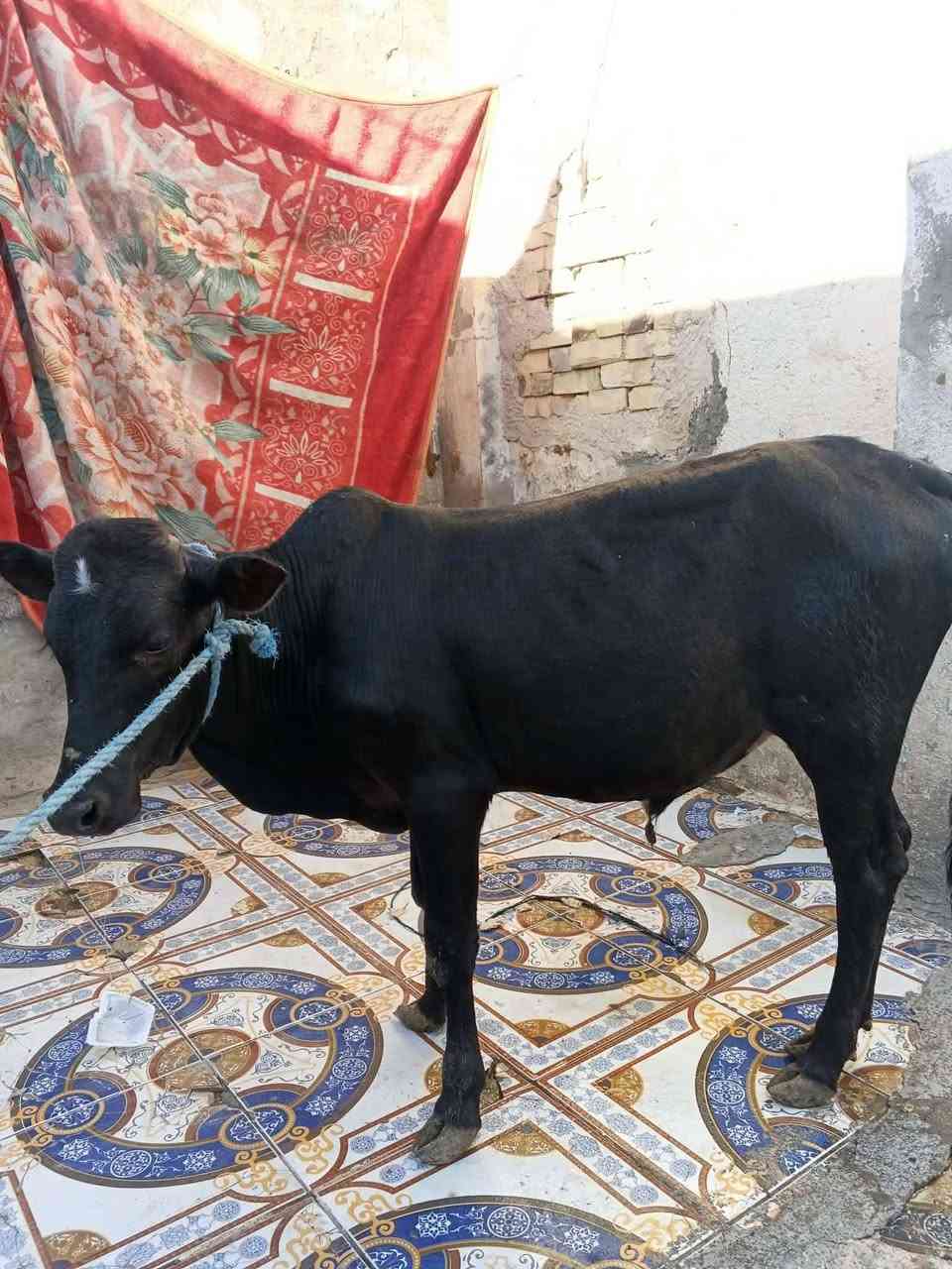 عجول البيع عدد 2 مكان عماره على الحولي قرب محطه محطه بيت حجي مخيلف السعر مليونين و 650 وبيهن مجال 
***********
