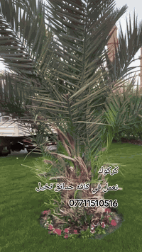 🌹مستعدون لترتيب وهندسه تصاميم الحدائق المنزليه 🌹
/***********/ واتساب
🛑تصميم و ترتيب الحدائق المنزليه.م̷ـــِْن جديد
🛑تصميم النينة والاشجار جميع نباتات
🛑زراعة الثيل بكل انواعة (الايطالي والفرنسي و الهندي) 
🛑زراعة الاشجار 🌱🌿 و النخيل 🌴
🛑زراعة الورود 🌹🌺 وجميع نباتات
🛑قص الثيل وتحديدة 🍀 وترتيبها

🏝️متواجدون في جميع مناطق كركوك 🏝️ #
