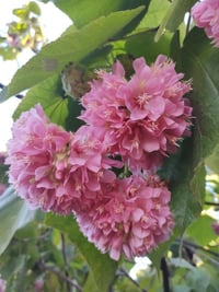 مشتل بيروميا 🌿✨ توفرت شتلات شجرة الدومبيا Dombeya burgessiae 🌸 💰 السعر...