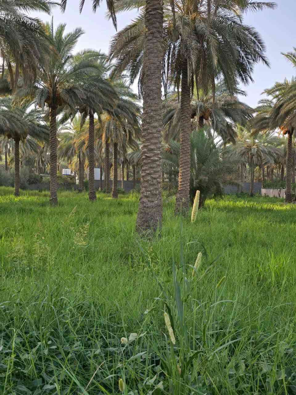 الموقع شارع الخطاطبه الرابط بين شارع بغداد وشارع الحسينيه العطيشي المساحه دونمين و١٥٠ متر طابو تحويل أسهم الواجهه ٥١ متر السعر ٥٥٠ مليون تباع كلها أو دونم للاستفسار خاص أو الاتصال ***********
