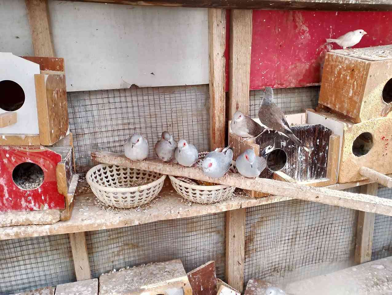 السلام عليكم غوالي متاح 40فنجس مشكل بس الازيد كلها دبدوب وكلها كبار الزوج ب12شلع تنباع مابيع ازواج ابيع شلع الزوج ب12او 15ملكي الملكي الزوج 8شلع تنباع او 3جاوات الجاوات 3ثتهن ب25تكريت القادسيه ***********
