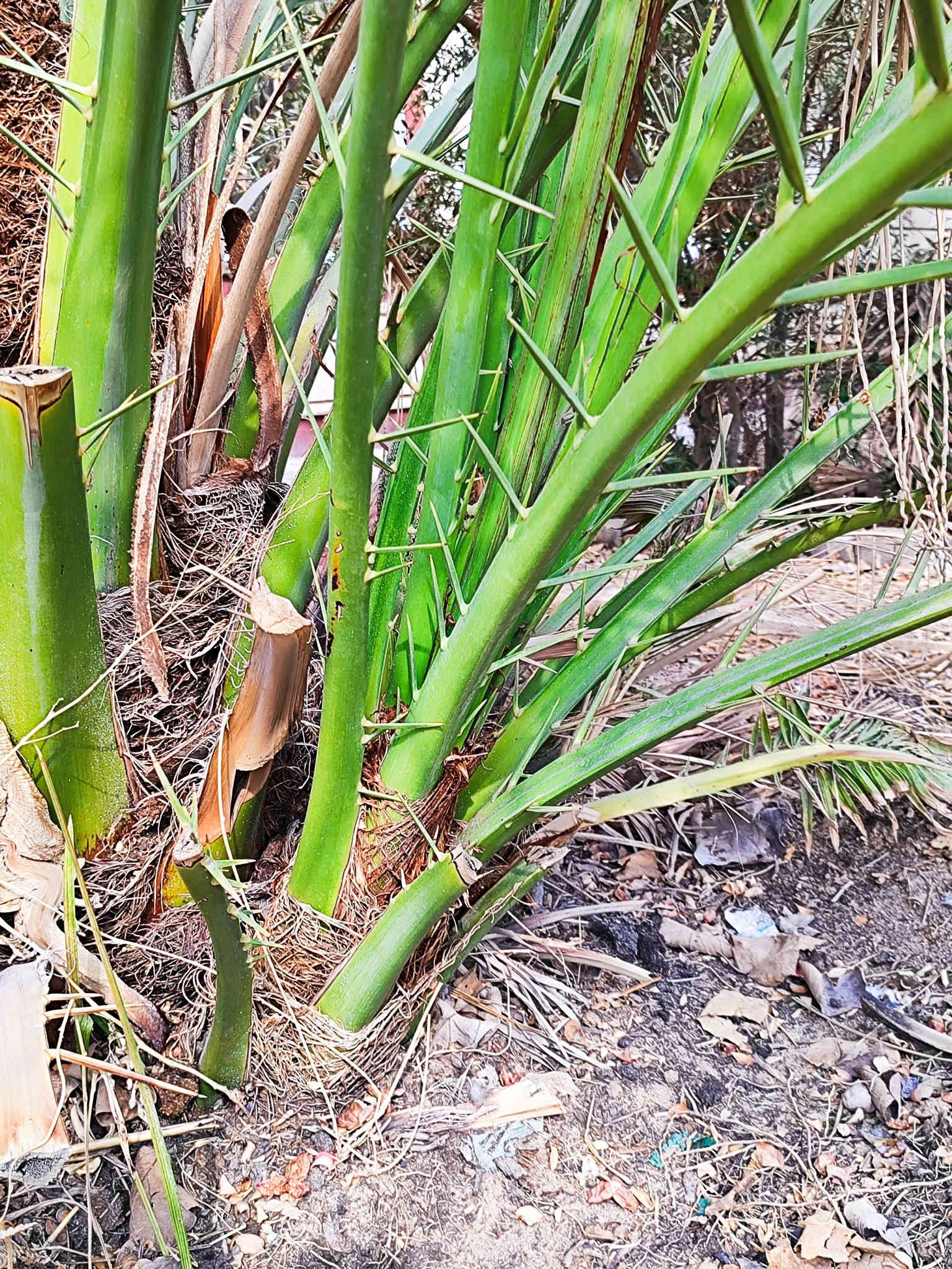 السلام عليكم ورحمة الله وبركاته
يتوفر فسائل نخيل #برحي نسيجي عدد الفسائل 7 العنوان  البصرة القبلة حي الشهداء لتواصل ***********
(الاسعار مناسبة) 
#وافق ادمن مع الشكر والتقدير
