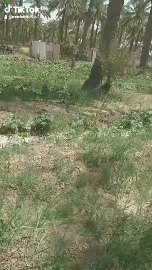 دونم زراعي البيع بستان طابو ملك صرف الواجهيه 58 والنزال 43 بيه كهرباء وماي ساله وبير عسل وبيه 13 نخله تحويل ثاني يوم افتح بيان قريبه عليه المدارس صاير بنص البيوت ***********
