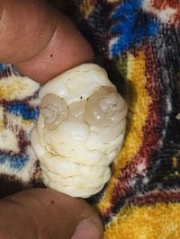 حجر الطور المبارك • عطف خام • توصيل المحافظات