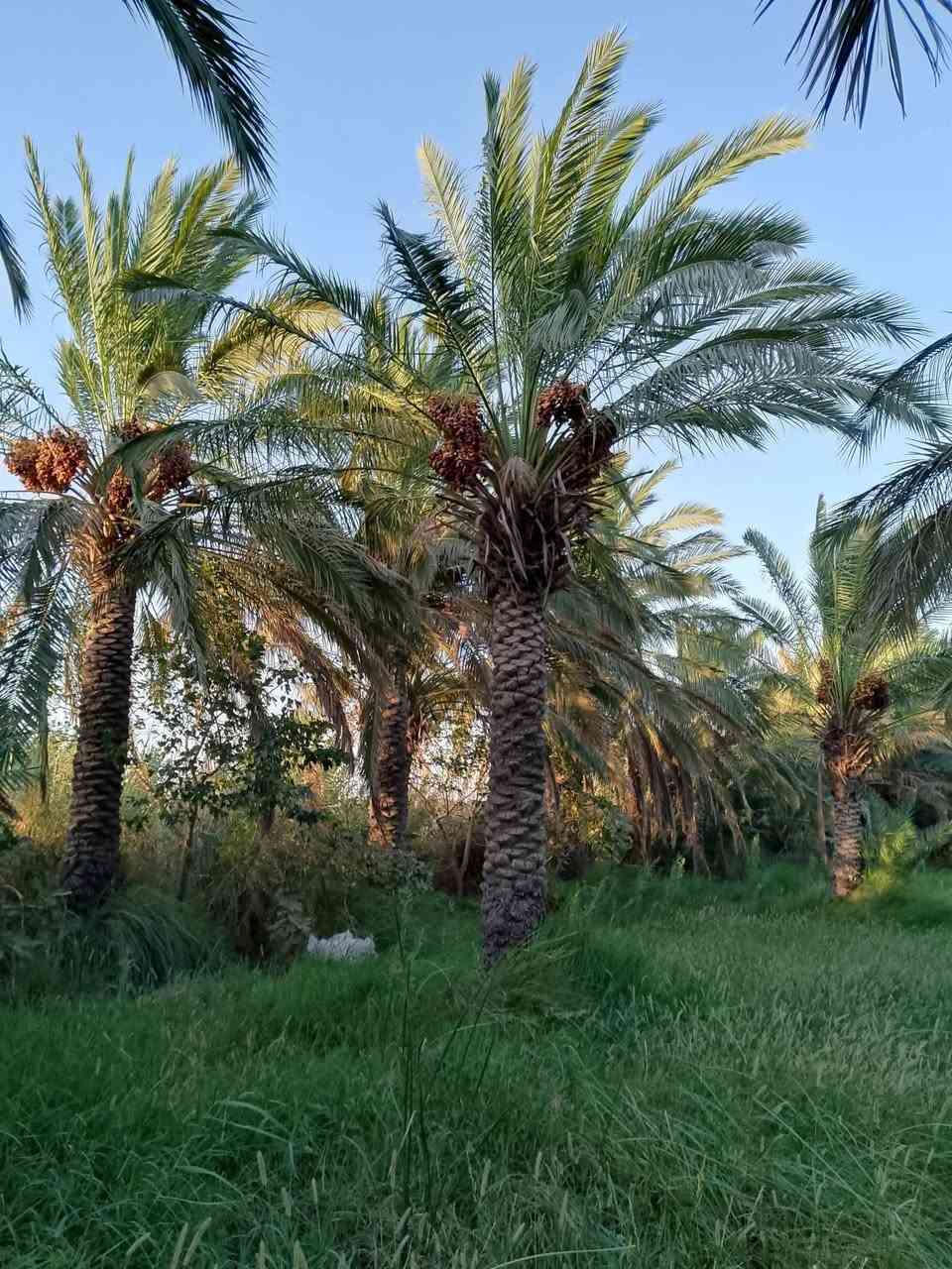 سلام عليكم بستان 5 دونم للبيع بقضاء رفاعي قرب ناظم رقم اربعه للاستفسار علخاص او الرقم ***********
