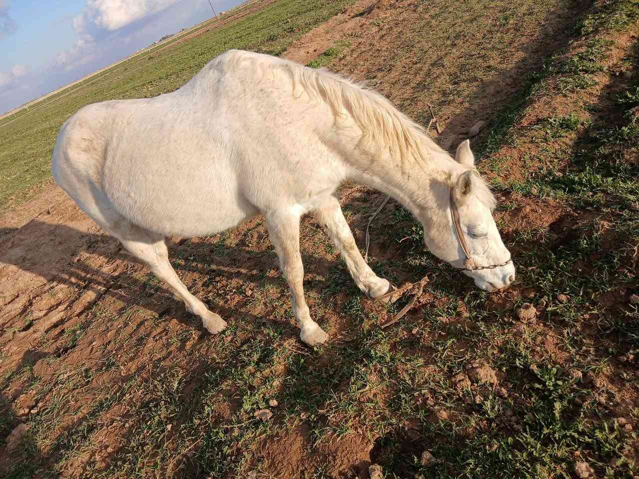 السلام عليكم مكلف بلنشر فرس البيع عربيه العشار 9 شهر شرط المكان جلال البعجيل ***********
