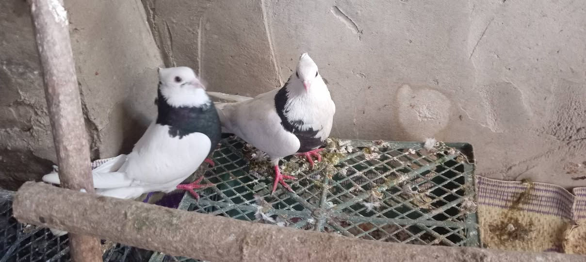 متاح للبيع ٤ازواج حمام ***********
