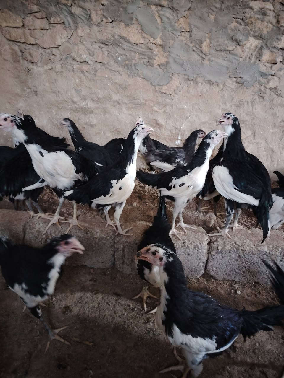 سلام عليكم للبيع ديك ***********
