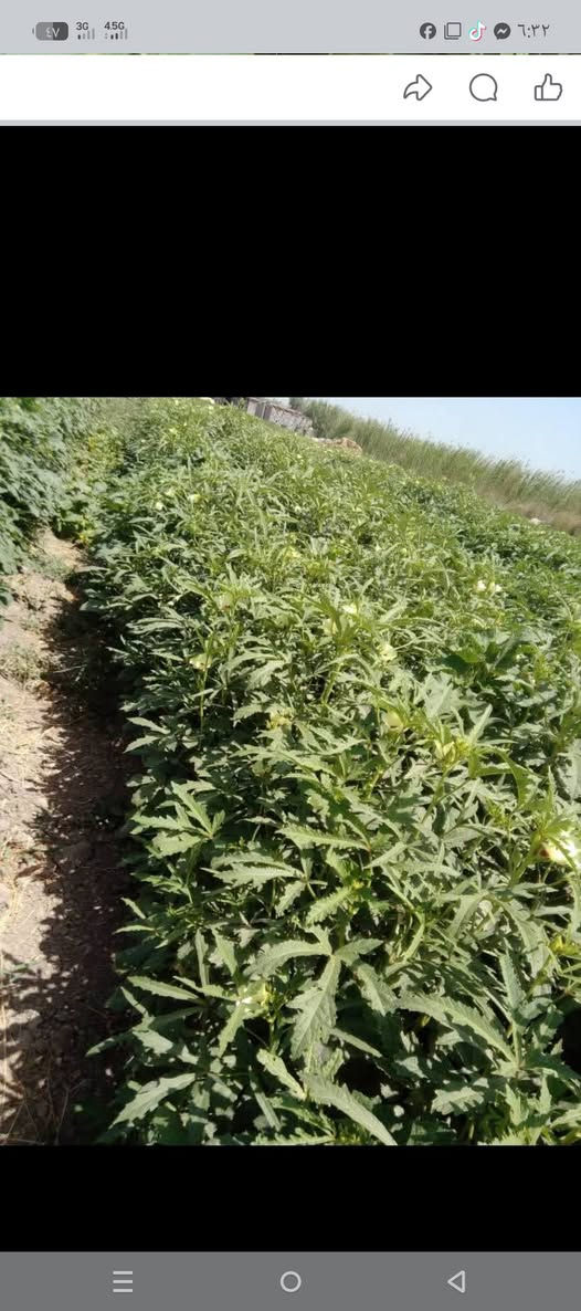 يوجد بذور بامبه للبيع متعهد ضمان شرط الحوي بنت المغلف جيل أول ***********
***********
