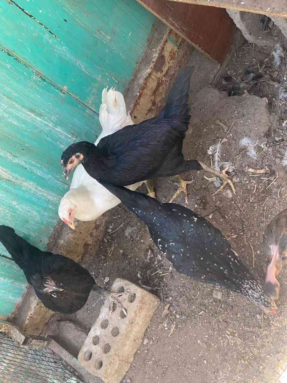 دجاج 🐓عربي 4+1الزوج 25العنوان رمادي حي الجمهوري مقابيل حديقة الثورة رقم 👇
***********
