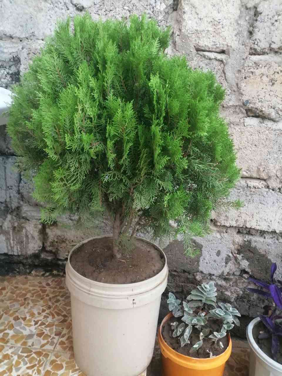شتلات للبيع
السعر حسب القطعة
العنوان موصل جانب الأيمن إصلاح الزراعي
***********

