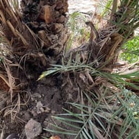 بريم • البصرة قضاء المدينة • منطقة خاصة