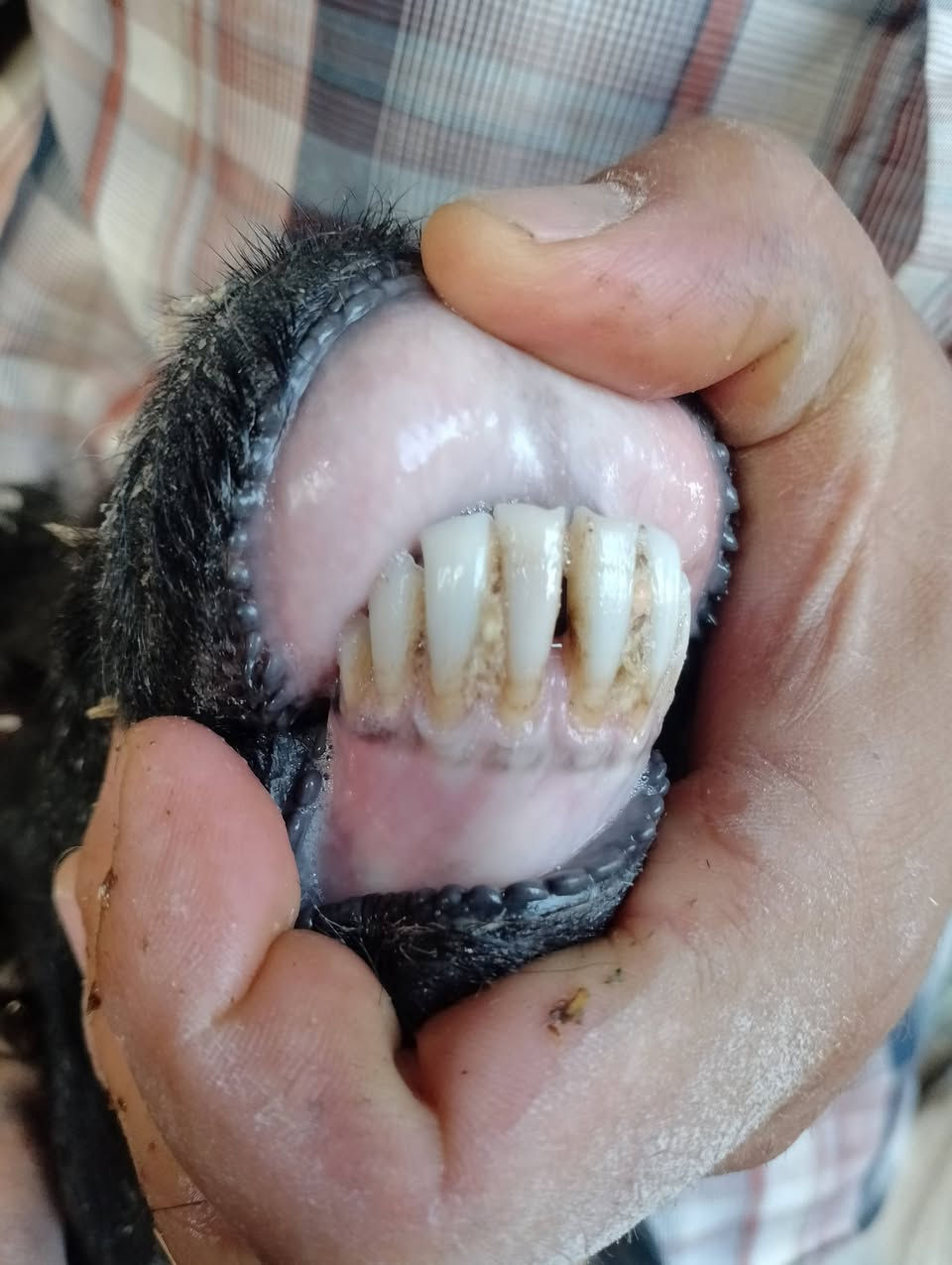 اخوان انا مكلف بالنشر اتصل رقم صاحب الحلال
زوج نعاج نجديات خط اول حلوات وين الجناي الحلال الزين 
زوج شرط خشانه فول نعاج مال مجنوي درجه اولى حلوه 
اثنينهن اعشار وحده اعشار فوك الشهر والثانيه اعشار شهر
مضروبات اسفنجه بس صاحبها ما ينطي ضمان عن المفاشل 
السعر الزوج 600 وبيها مجال الشراي يتصل ويتدلل 
عنوان الانبار ناحيه كبيسه 
لا يوجد توصيل 
*********** واتساب فقط
***********  اتصال فقط
اخوان ملاحظه وحده سن وشطر ونصاح وعلى كل عيب 
وحده بيها خنان وشطور بس شرط النصائح
