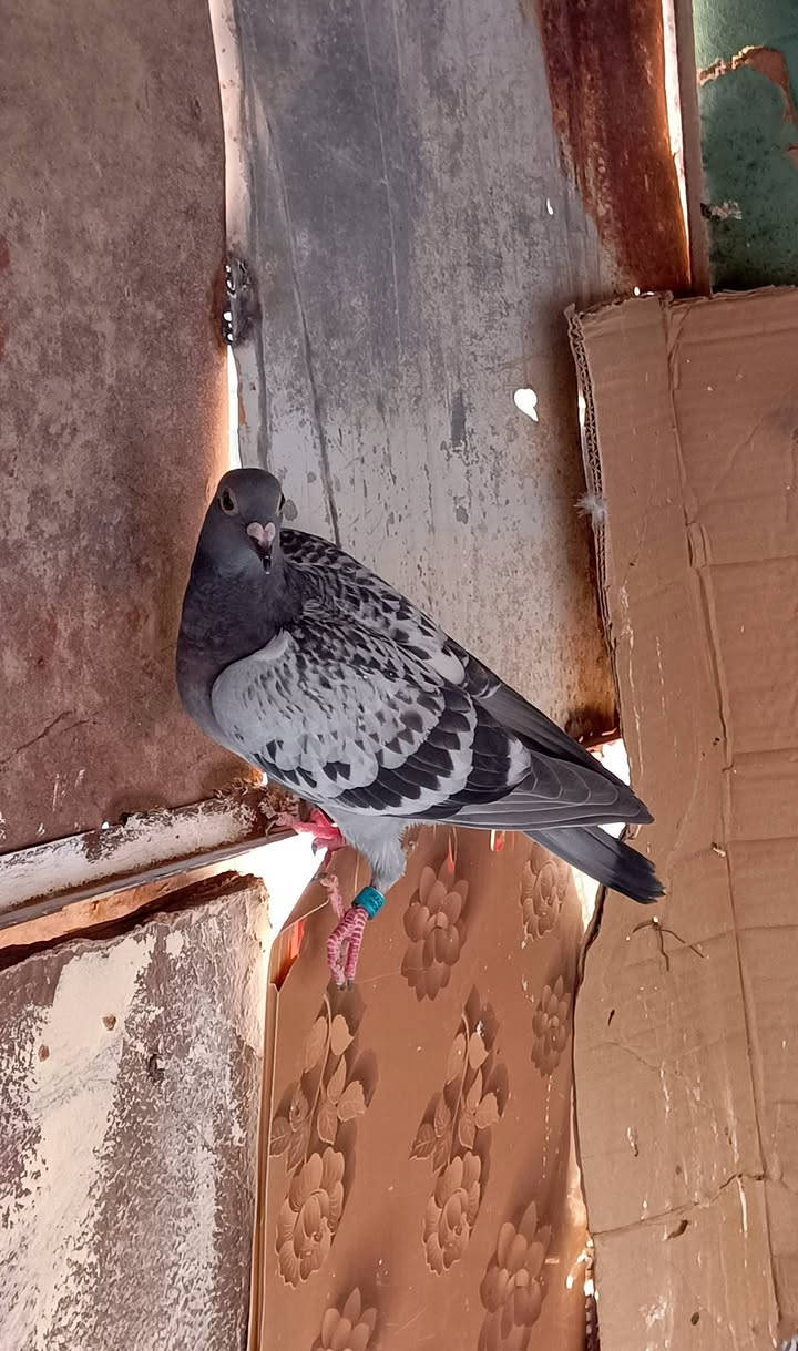 متاح زواجل مخاليف مكاني تلعفر محجلات و صحه خير من الله


**إذا كنت صاحب هذا الإعلان وتريد حذفه لأي سبب، رجاءا أرسل رسالة إلى الدعم الفني**