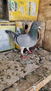 متفرقات • للبيع • مجهول