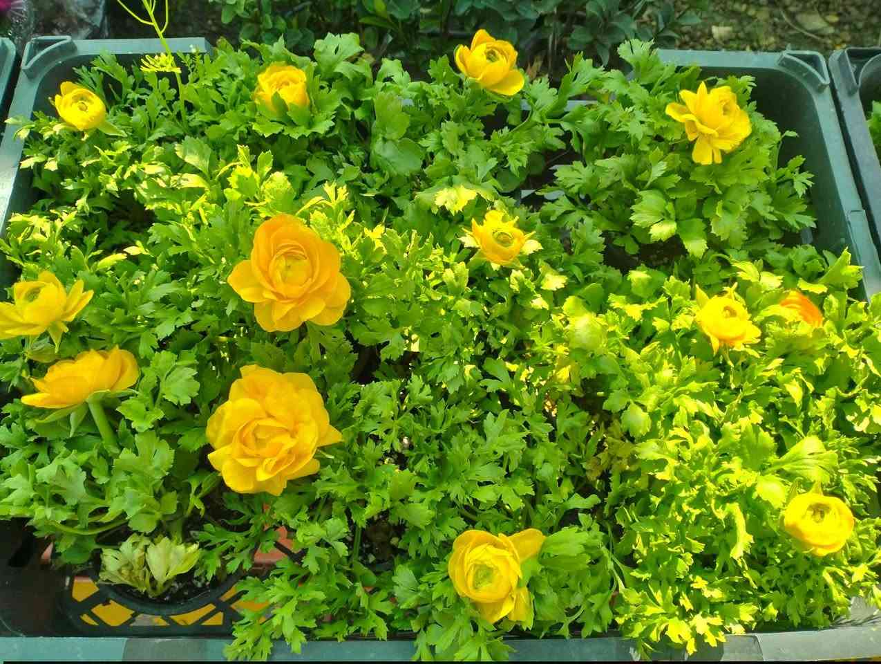 وجبه جديده وصلت من النباتات الخارجيه الجميله 
لطلب والاستفسار مراسلة الصفحه يوجود خدمة توصيل خانقين جلولاء سعديه


**إذا كنت صاحب هذا الإعلان وتريد حذفه لأي سبب، رجاءا أرسل رسالة إلى الدعم الفني**