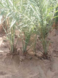 فسائل نخيل • مشتل الزهراء ميسان • برحي حر