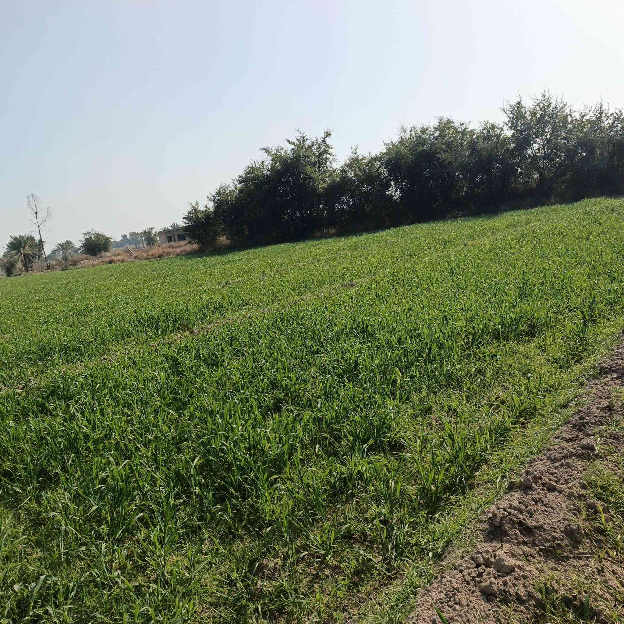 سلام عليكم أرض زراعي سند ٢٥البيع المساحه ٥دونم خدمات مي +كهرباء +تبليط  العنوان بغداد اليوسفيه تفاصيل أكثر ***********
