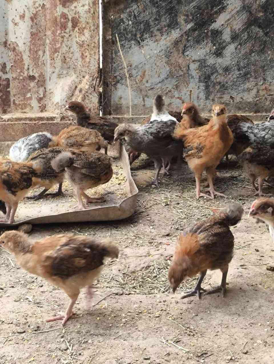صواصي للبيع صحه كفاله اتصال فقط ***********
