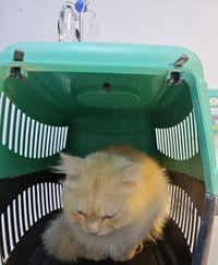 قط شيرازي • للتبني • طالب تزاوج