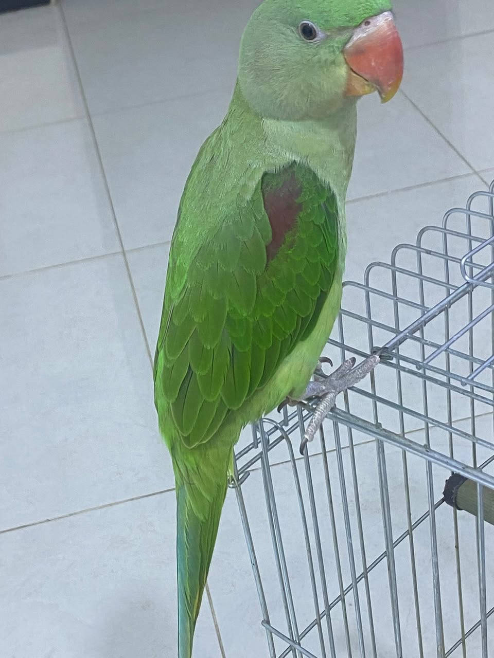 ببغاء نيبال عمره 6اشهر ياكل كولشي وبعده زق بالسرنجه لعوب كولش واليف يدخل للقفص بس باليل ويطلع هو من وحده ذكي البيع لغرض السفر وعندي فديوات يلعب بيها عالخاص القفص والسيرلاك والحب والسرنجات وياه تاخذهن


**إذا كنت صاحب هذا الإعلان وتريد حذفه لأي سبب، رجاءا أرسل رسالة إلى الدعم الفني**