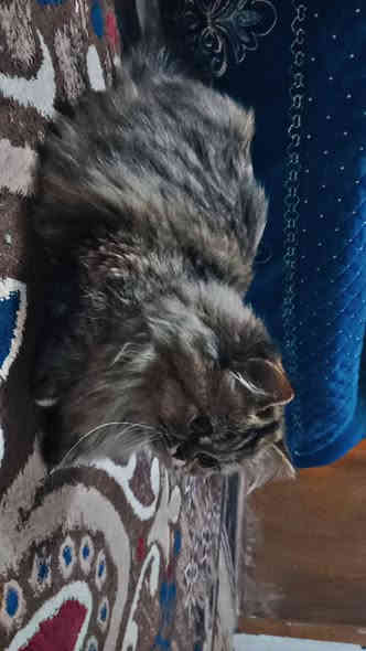 شيرازي نضيف وكلش حلو هاذ فحل وعندي بعد نثيه سعرهن رخيص ومو غالي تفاصيل اكثر راسلني وادزلك صور مباشره***********
