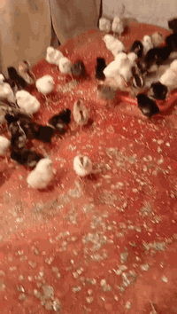 كتاكيت عرب • غير مطعمة • ٩٥