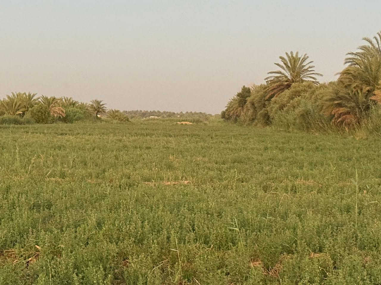 📣 إعلان  بيع عقار مميز (منزل حديث للبيع)
​العنوان: منزل سكني متكامل الخدمات.
الموقع: العزيزية - منطقة الكرامة.
​🔹 المواصفات العامة:
​نوع البناء: بناء حديث (درجة أولى).
​الحالة: جاهز للسكن الفوري ومكتمل من كافة التفاصيل الإنشائية والخدمية.
​🌾 إعلان بيع فرصة استثمارية (أرض زراعية مع حقل عجول)
​نوع العقار: أرض زراعيه استثمارية.
المساحة الإجمالية: 10 دونم.
​🔹 المميزات والمواصفات:
​الإنتاج الحالي: الأرض صالحة جداً للزراعة، ومزروعة حالياً بمحصول(الجت).
​المشروع الاستثماري: تحتوي الأرض على حقل عجول متكامل وجاهز تماماً للتشغيل والعمل.
​📞 لمعرفة السعر ولمزيد من التفاصيل ، يُرجى الاتصال على الأرقام التالية:
​آسيا سيل: ***********
​زين العراق: ***********
