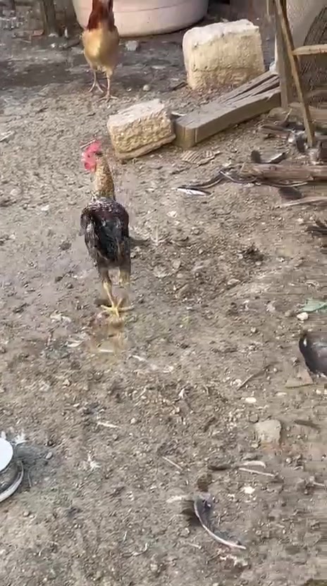 ديوجه للبيع الزوج ب٢٥ فسيفس للذبح ب٣٥ قفل بابل شارع ٨٠


**إذا كنت صاحب هذا الإعلان وتريد حذفه لأي سبب، رجاءا أرسل رسالة إلى الدعم الفني**