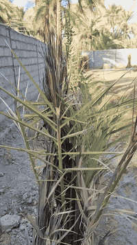 منطقة ام ماشا • ٩٠٠م • سند ٢٥