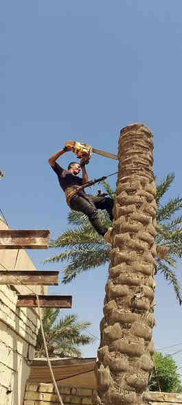 مستعدون لقطع او قلع الاشجار الكبيرة والنخيل ورفع مخلفاتها للاتصال على الارقام التاليه
 واتساب
*********** ***********
