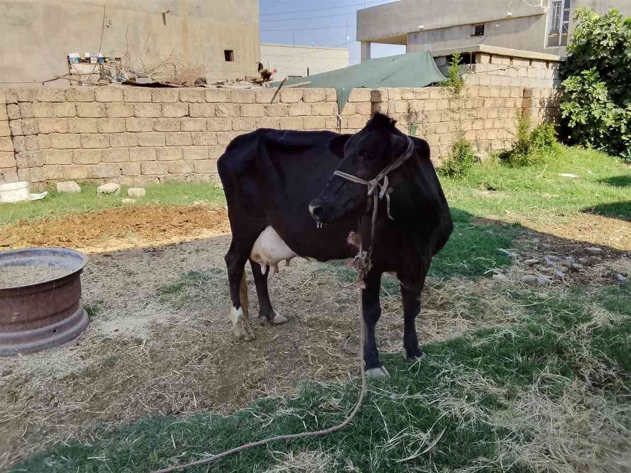 السلام عليكم ورحمه الله
يوجد بقرة مال جناية حلوة و نظيفة .
شطر و ماعون عين الله عليها من كل التفاصيل 
حليب 5 بطاله دسمة فول . والدة وراها حولية 
سمتال اصلي . الدابة الوراها 3 بطن 
لليدور نظيف و للي يرد يرتاح من التعدل و تبدل .
السعر مناسب حيل 3500 ثلاث ملايين و نص و بيها مجال 
للاستفسار الاتصال على الرقم. ***********
