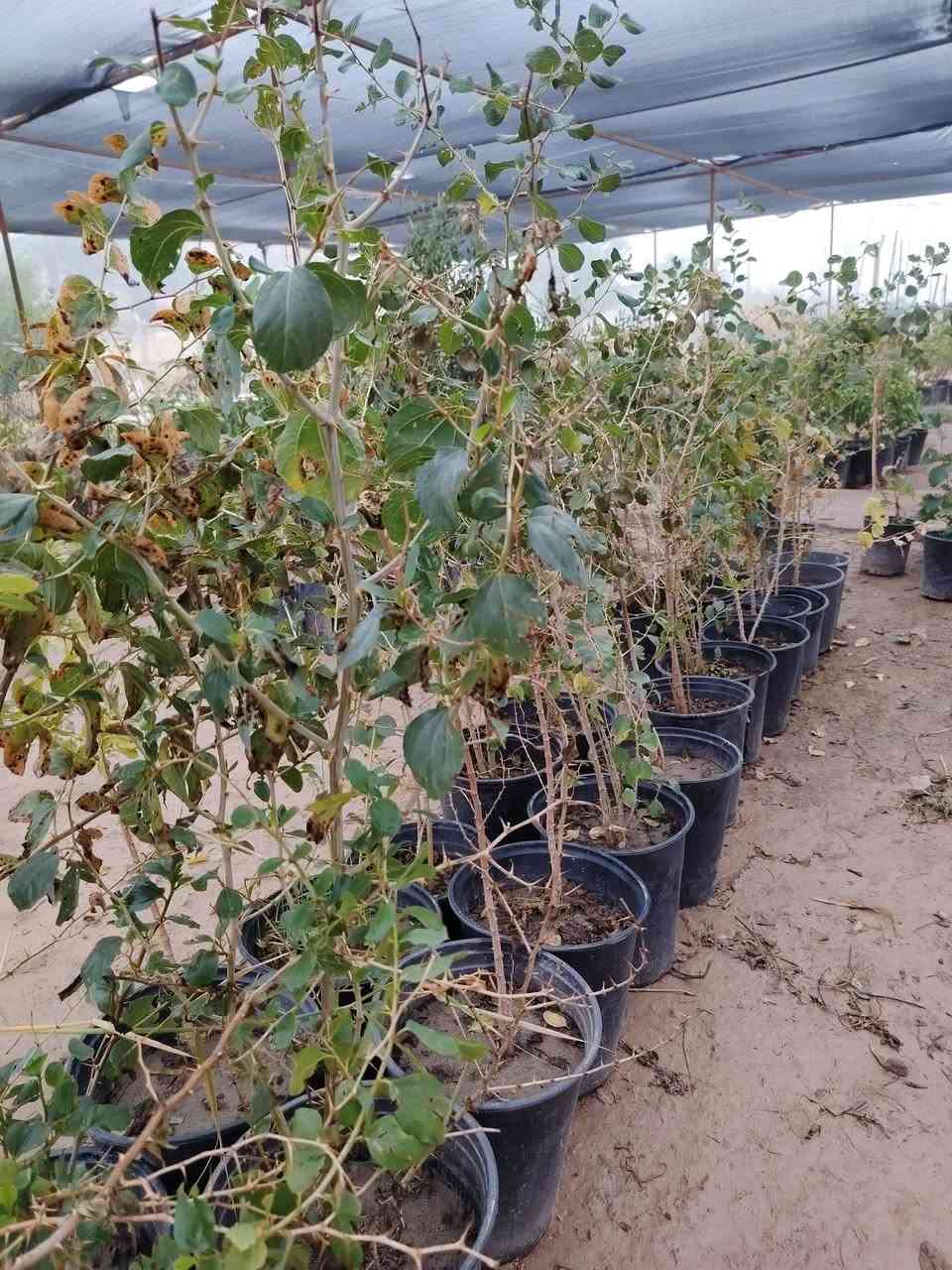 مشتل نعناعه   الرفاعي الصوب الاول مجاور جسر المشاة بتجاه السايلو مقابل مدرسة الرقيم الاهليه يوجد خدمة توصيل ***********
