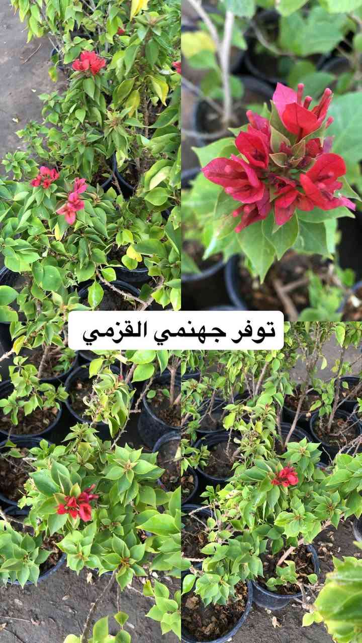 اللهم صلي وسلم على سيدنا محمد وعلى اله وصحبة وسلم تسليما.

توفر عدنا انواع مـٰن  الورود المختلفه🤍

العنوان : بغداد /سلمان باك / قرب جامع سعد /شارع الحدادين 🤍

سوينا لكم بيج على برنامج الإنستقرام لكي نجاوب على اسئلتكم المتنوعه 

اسم البيج : بيج مشتل ابو علي الفراجي 

يوزر البيج: l0.33.m

رابط البيج:https://www.instagram.com/l0.33.m?igsh=bGZmMGw4bTN2ODZw

 

مشتل ابو علي الفراجي يرحب بالجميع 🤍


**إذا كنت صاحب هذا الإعلان وتريد حذفه لأي سبب، رجاءا أرسل رسالة إلى الدعم الفني**