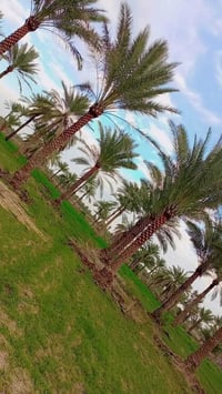 دونم ونص • طابو سند ٢٥ • ٥٠ نخيل