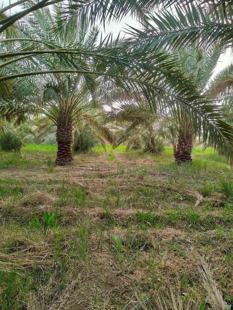 بستان للبيع دونم طابو صرف تحويل في ابوالخصيب ***********#  نسستقبل كافه العروض لديكم أعزائي ابو الخصيب, البصرة
