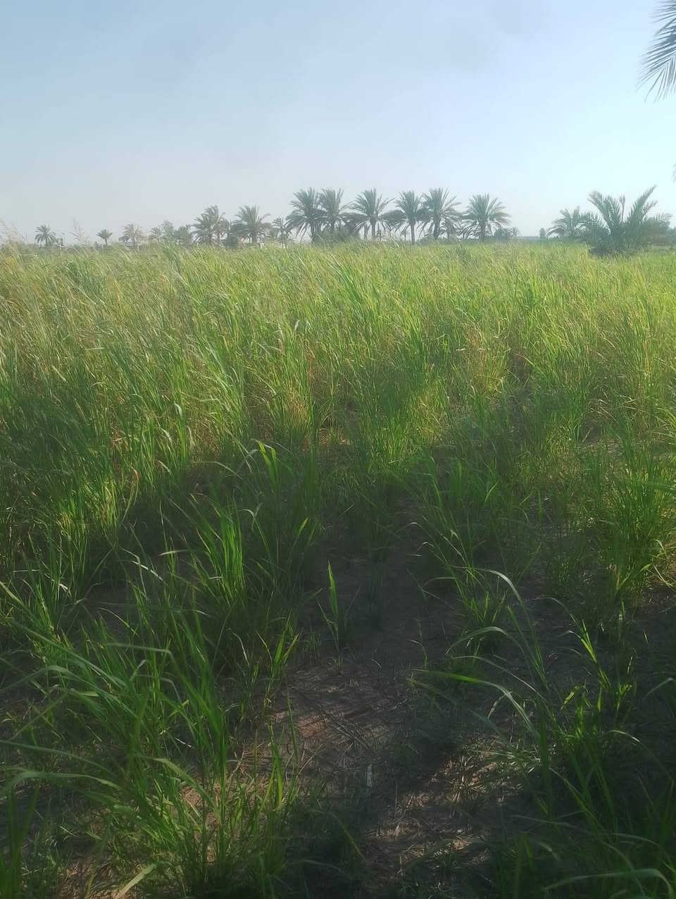 يوجد جت ومانيكوم او شعير صيفي للضمان تواصل على الرقم ***********
دجيل صلاح الدين
