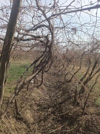 يوجد دايه عنب تنويم درجه اوله جذر دايه خير من الله عنب حلواني رقم واحد...