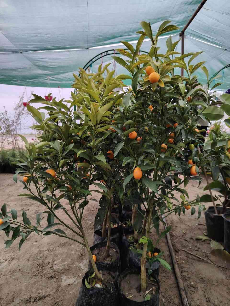 سلام علبكم
عرض اليوم
توفر برتقال ياباني القزم
القطعه اب 13000الف
يوجد توصيل للمناطق القريبه
الموقع الخالص ناحيه هبهب (عرب شوكه) قرب مندي ماجد


**إذا كنت صاحب هذا الإعلان وتريد حذفه لأي سبب، رجاءا أرسل رسالة إلى الدعم الفني**