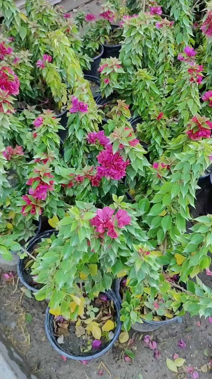 عرض الجهنمي 🔥🔥🔥
العنوان: حلة حي الصحة شارع كورنيش
للتواصل ضرغام : ‏‪0782 884 2289‬‏
علي خلدون: ***********
https://maps.app.goo.gl/MrkK44hPhZ3qJYfC9
