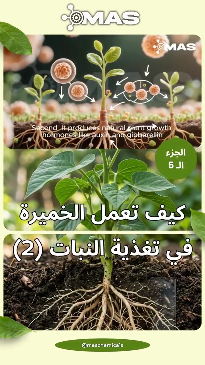 🔍 كيف تعمل الخميرة في تغذية النبات؟ 🌱🌿

🔬 الخميرة تصنع هرمونات النمو بنفسها! 😱

🌿 تنتج:
• أوكسين → يحفز استطالة الخلايا ويعزز الجذور
• جبرلين → يحفز انقسام الخلايا ويسرع النمو

🎯 النتيجة لنباتاتك:
✅ نمو أسرع للجذور
✅ جذور أقوى وأكثر كثافة
✅ نبات أطول وأكثر حيوية 
✅ امتصاص أفضل للماء والمغذيات

💡 السر:
الخميرة تتحدث مع النبات بلغة الهرمونات 🗣️💚

🍞 ملعقة خميرة = مصنع هرمونات طبيعي

💚 الطبيعة أذكى.. استفد من أسرارها

#كيف_تعمل_الخميرة #خميرة #هرمونات_طبيعية #طبيعي #أوكسين #جبرلين #تحفيز_انقسام_الخلايا #نمو_الجذور
#سماد_حيوي #زراعة_طبيعية #هرمونات_نباتية #ماس #أسرار_الزراعة #جذور_قوية #PlantHormones #mas
#Yeast #Auxin #Gibberellin #NaturalGrowth


**إذا كنت صاحب هذا الإعلان وتريد حذفه لأي سبب، رجاءا أرسل رسالة إلى الدعم الفني**