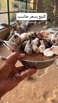 للبيع • واتساب • استفسار
