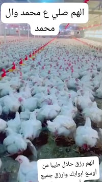 دور الزراعة • دجاج فريش • توصيل