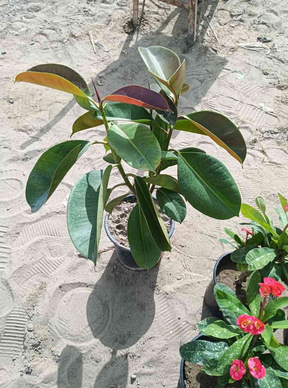 مساء الورد عليكم تحياتي للجميع 🌺
اليوم وصلت وجبه جديده جميع انواع الاشجار🌺

مطاط سعر ٦
صبار سعر ١٥٠٠
شوكت المسيح سعر ٢٥٠٠
بيشار سعر ٢٥٠٠
دم العاشق سعر ٢٥٠٠
اكليل الجبل سعر ٢٥٠٠
حمضيات سعر ٢٠٠٠
ياس سعر ٢٠٠٠
زيتون ٢٥٠٠
دفله ١٠٠٠
فكس سعر ٢٠٠٠
تين سعر ١٠٠٠
جهنمي سعر ٣٥٠٠
عرموط مع مشمش مع خوخ مع تفاح سعر الوحده ٥٠٠٠

 اهلاً وسهلا  بيكم مشتل

 يم الامام بكر عليه السلام بابل

مشتل نور المرتضى رقم الهاتف بيه واتساب راسلوني وتداللون

***********
من رخصة صاحب الكروب
