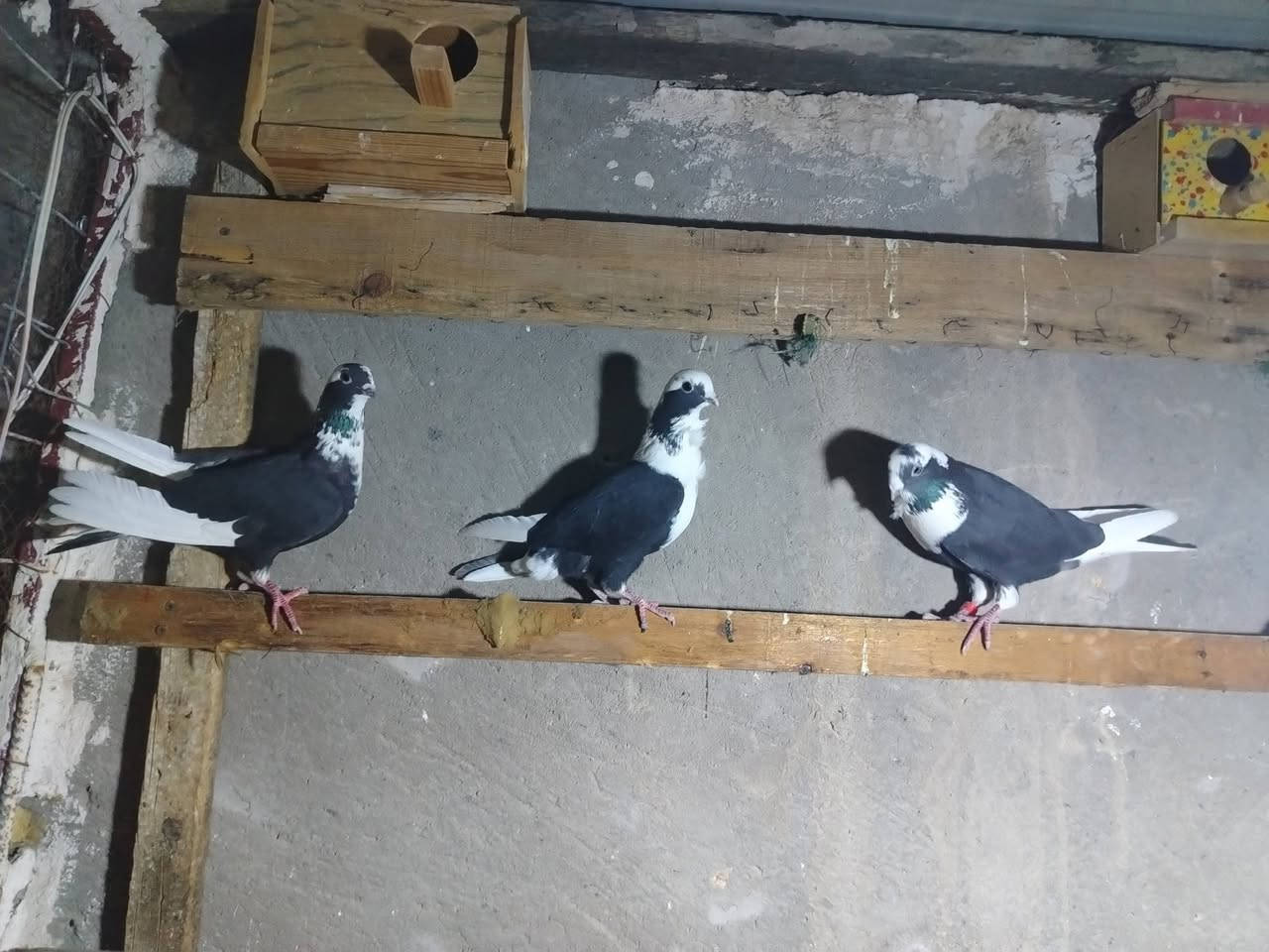 سلام عليكم شباب طيور ارافل للبيع محزمات وشراي يخابر ويدلل مكاني مسيب العدد( 4)  ***********
