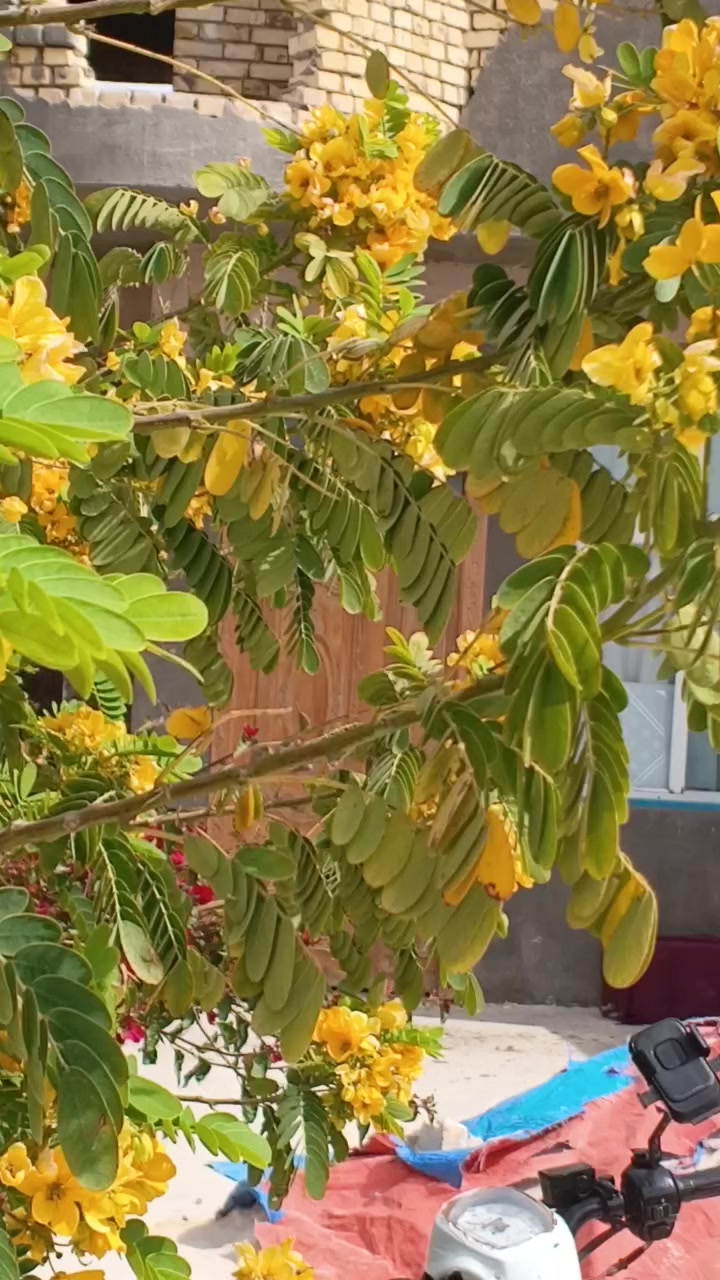 اللهم صل على محمد وآل محمد وعجل فرجهم ياكريم العطايا 
خلفة بناء متفرغ حاليا 
عالدبل ومقطوعه 
رقمي ***********
ملاحظه العمل داخل الناصريه فقط
