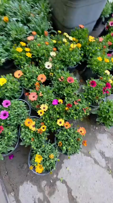 الاستر …  نجمة حديقتك في موسم الخريف 🌸
يزرع في الحدائق والأحواض، ويعطي منظرا ناعما ومليئا بالحياة، خصوصا عندما تتفتح بقية النباتات أقل في نهاية الموسم

متوفر لدى مشتل الورده الصفراء
السعر كل 3 سنادين ..  السعر 10 
للطلب  او  الاستفساار  على  ***********
