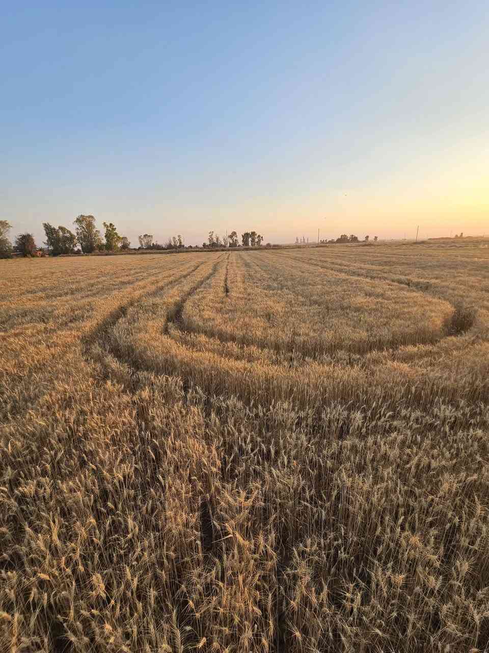 🌾 من قلب الميدان.. كيف نختار لك أفضل صنف حنطة؟ 🌾
​في مكتب الرافدين للزراعة الحديثة، نؤمن أن الإنتاج الغزير والناجح لا يأتي بالصدفة، بل يمر عبر حقول التجارب والبحث العلمي الدقيق! 🔬✨
​حالياً، تخضع حقولنا التجريبية لمتابعة مستمرة وقراءات دورية صارمة لمجموعة من أصناف الحنطة الواعدة. نحن لا نكتفي بالكلام النظري، بل نراقب كل صنف خطوة بخطوة:
​معدل النمو وقوة الجذور.
​مقاومة الأمراض والظروف الجوية.
​كثافة السنابل وامتلائها.
​🎯 الهدف؟
​مقارنة دقيقة بالأرقام والنتائج الميدانية، لنستخلص في النهاية "الصنف المميز" الأقوى إنتاجية والأعلى جودة، ليكون بين يديك في الموسم القادم وأنت مطمئن 💯.
​✨ مكتب الرافدين.. مستشارك الموثوق من البذرة وحتى الحصاد.

تابع الصفحه  ليصلك كل ما هو جديد
#الرافدين_للزراعة_الحديثة


**إذا كنت صاحب هذا الإعلان وتريد حذفه لأي سبب، رجاءا أرسل رسالة إلى الدعم الفني**