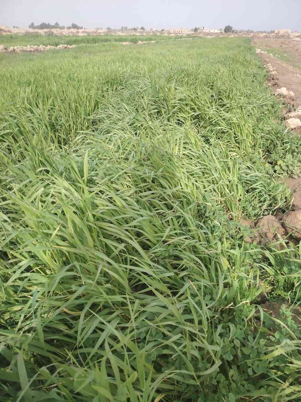 زرع للبيع مساحه ٤٥ دونم بلحمزه الشرقي *********** أو *********** أو
