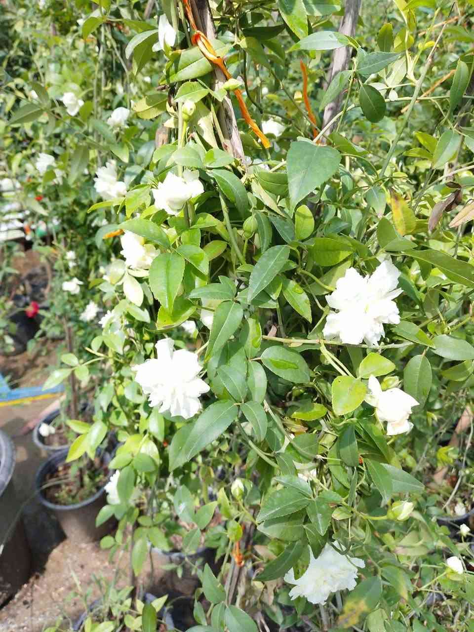 السلام عليكم مستعدون لادامة الحدائق المنزليه وزرع الشتلات.. ويوجد كادر لنصب وتسليك الكامرات المنزلية وتنصيب جهاز الستلايت باحدث الاجهزه
***********
